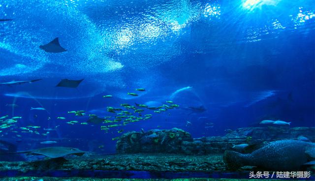 暑期游珠海长隆海洋王国,带你去看珠海长隆海洋王国