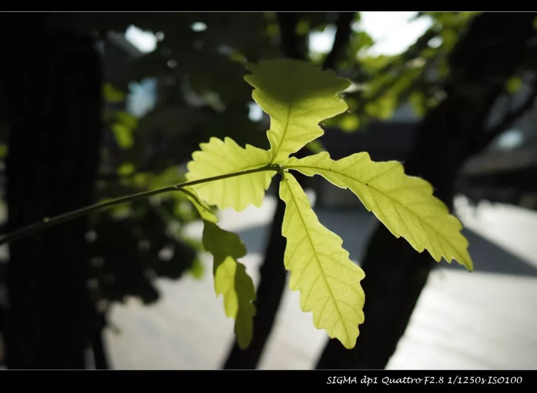 适马dp1q拍摄效果,适马dp1m和1q有什么区别