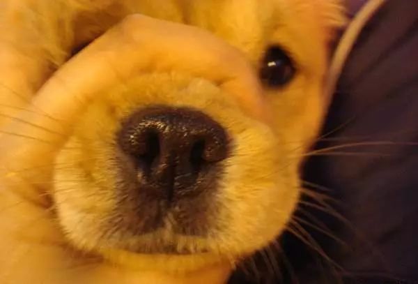 新手养狗要知道的狗狗求救信号,狗狗刚到新家一直叫怎么办