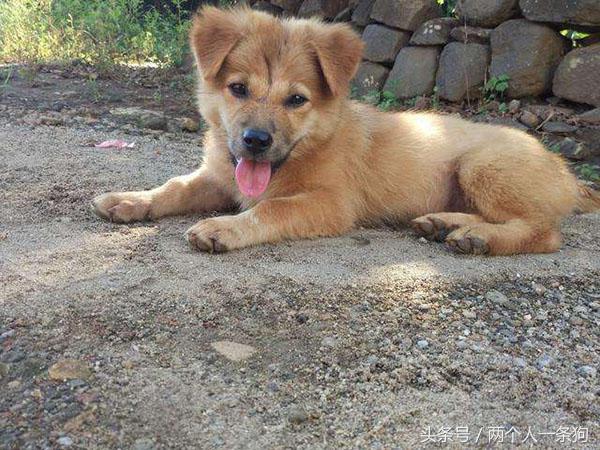 柴犬是日本土狗为什么柴犬这么贵,为什么日本土狗在中国地位比较高