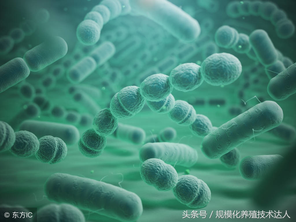 羔羊死亡率较高的原因,羔羊早产死亡什么原因