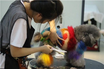 学习宠物美容初级学什么,初学宠物美容基础手法