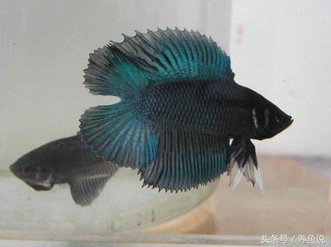 斗鱼怎么养都养不死的泰国斗鱼,泰国斗鱼为啥那么多种颜色