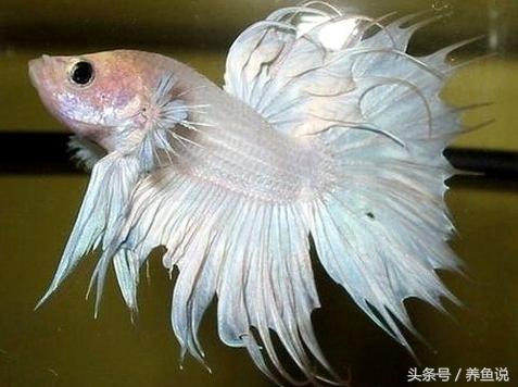 斗鱼怎么养都养不死的泰国斗鱼,泰国斗鱼为啥那么多种颜色