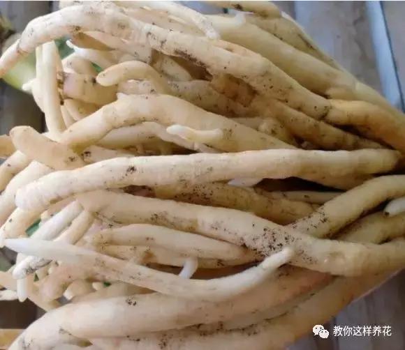 养了整整十年的君子兰终于开花了,养了一堆君子兰