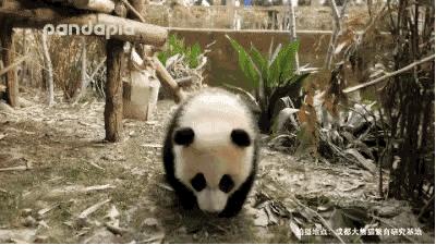 川航三优熊猫,四川航空认养大熊猫