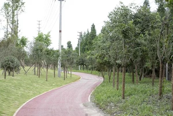 「翡翠之城」好消息！光华大道绿道投入使用，一路骑行到金马河喽！