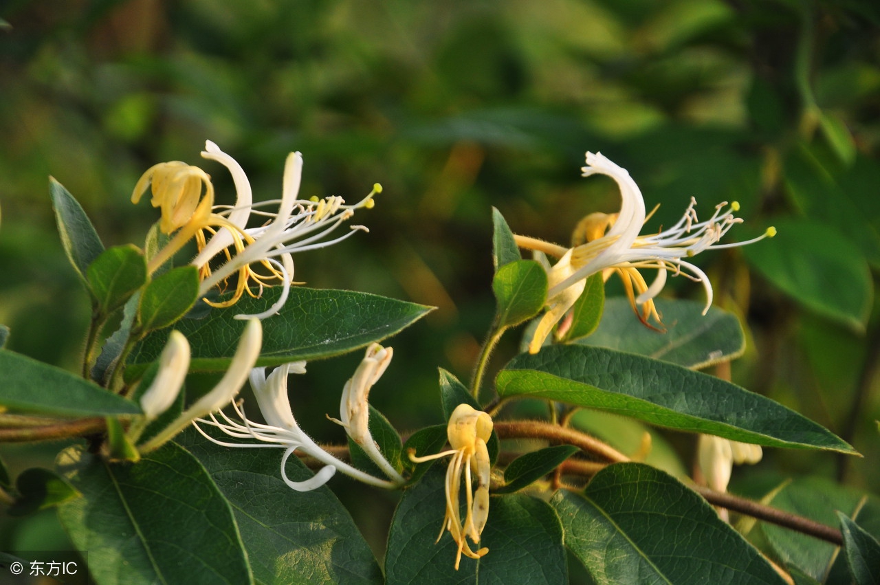 连花清瘟胶囊跟颗粒可以一起吃吗,连花清瘟胶囊与颗粒能一起吃吗