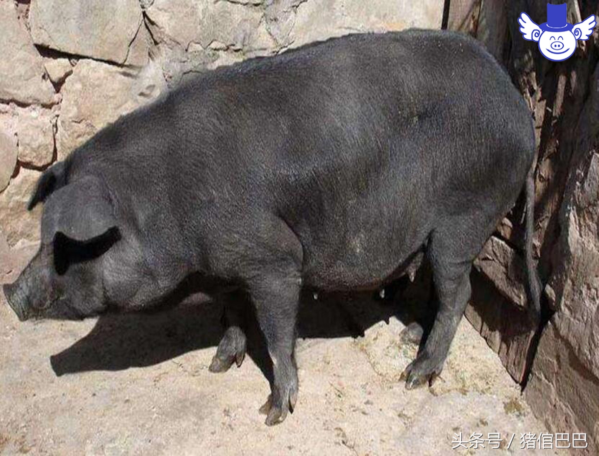 母猪什么时候配崽最多,母猪什么时候配崽最好