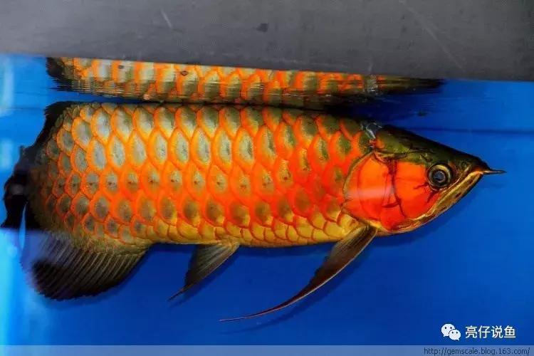 2008年龙鱼价格,年龙鱼