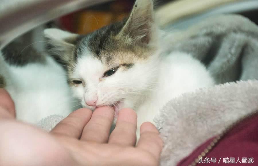 宠物猫不小心咬到主人表情萌翻了,猫咪咬到主人的手猫咪伤心的表情