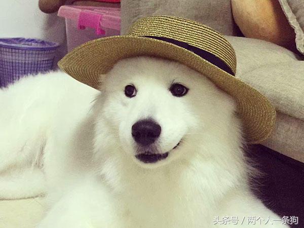 萨摩耶犬真的智商低吗,萨摩耶真的智商很低吗