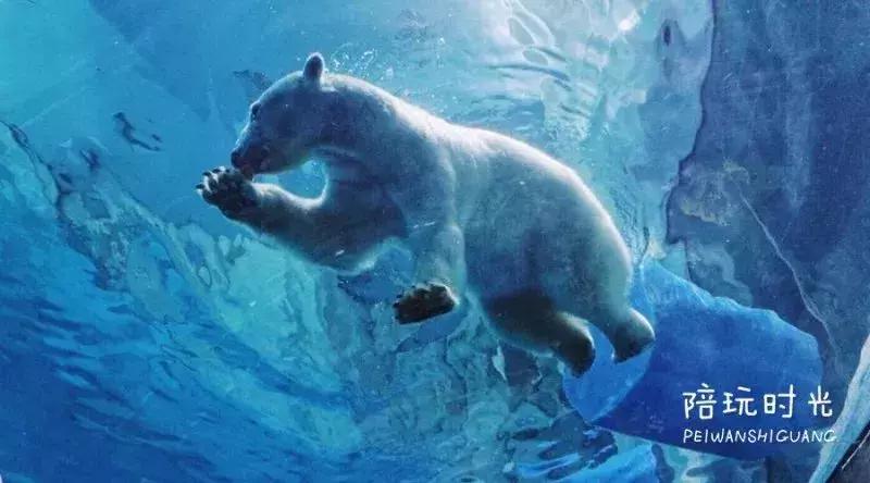 带娃游长隆最佳路线,带娃去哪个长隆玩