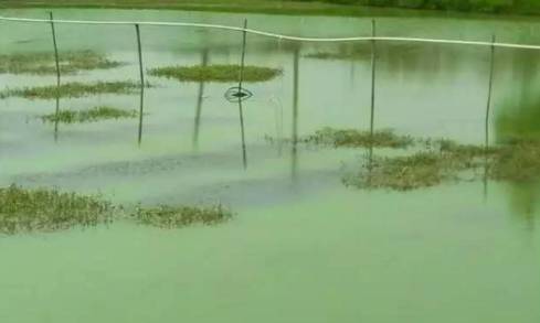 蟹塘有蓝藻用什么肥水,蟹塘有小龙虾怎么防止发病