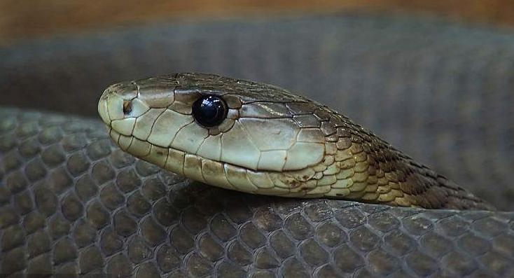 蜜獾平头哥会被毒蛇咬死吗,黑曼巴蛇毒液为什么对蜜獾没用