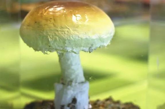 云南又到“生死存亡”季！为啥年年有人冒死吃这货？看过来！