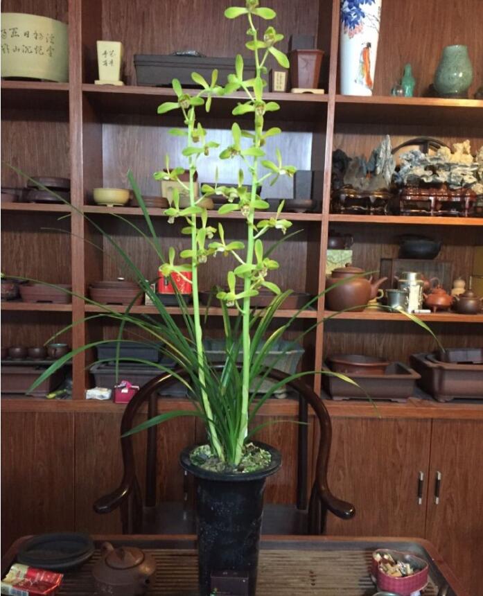 兰花品种大全及鉴别,绿宝石兰花属于什么品种的兰花