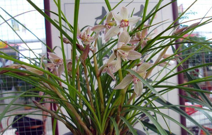 精品玉兰的品种及图片,国兰花朵不艳丽但香气清雅