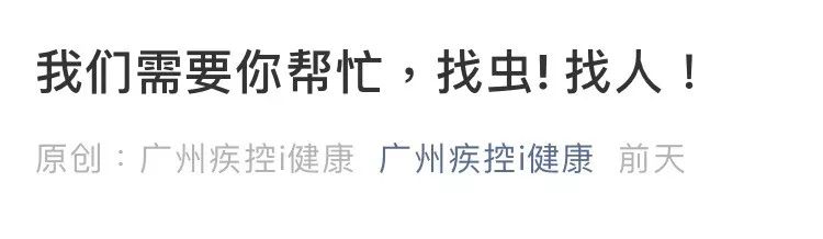 捉一只奖8元！广州全城“捉拿”的锥蝽，究竟是什么虫？