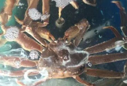 螃蟹的世界旅行,螃蟹的世界深度解析