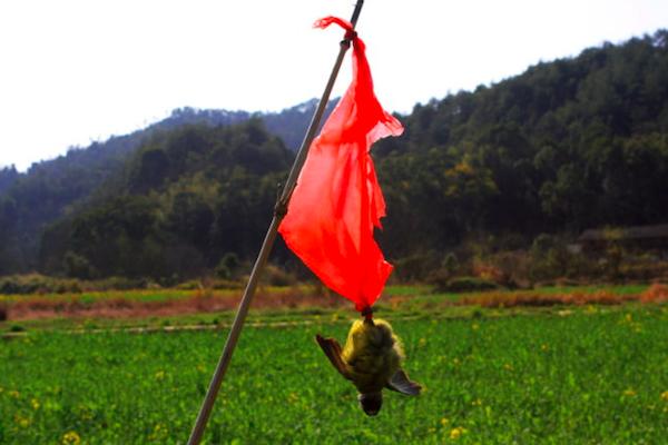 麻雀田地里吃谷子,农村麻雀吃谷子