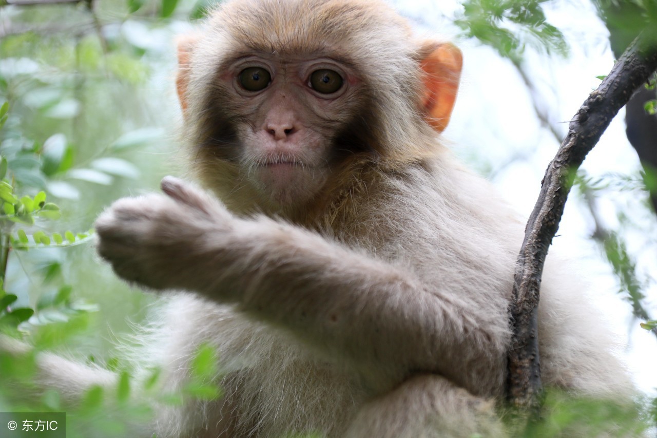 生肖猴的人明天运势如何,十二生肖猴在今年的运势