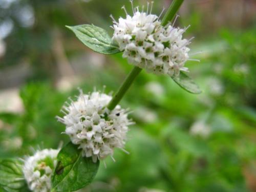 中药传奇书籍,中药传奇小说