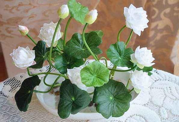 睡莲盆栽最佳种植方法,睡莲的养护方法