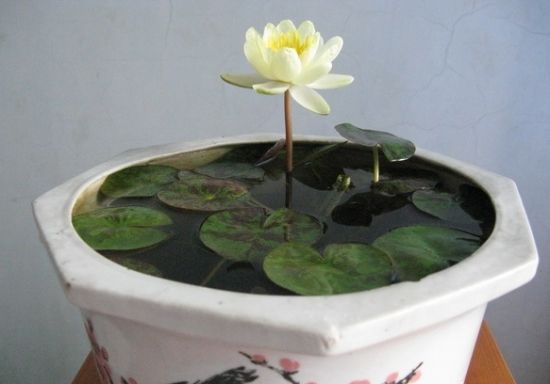 睡莲花盆栽方法,盆栽睡莲怎么养护