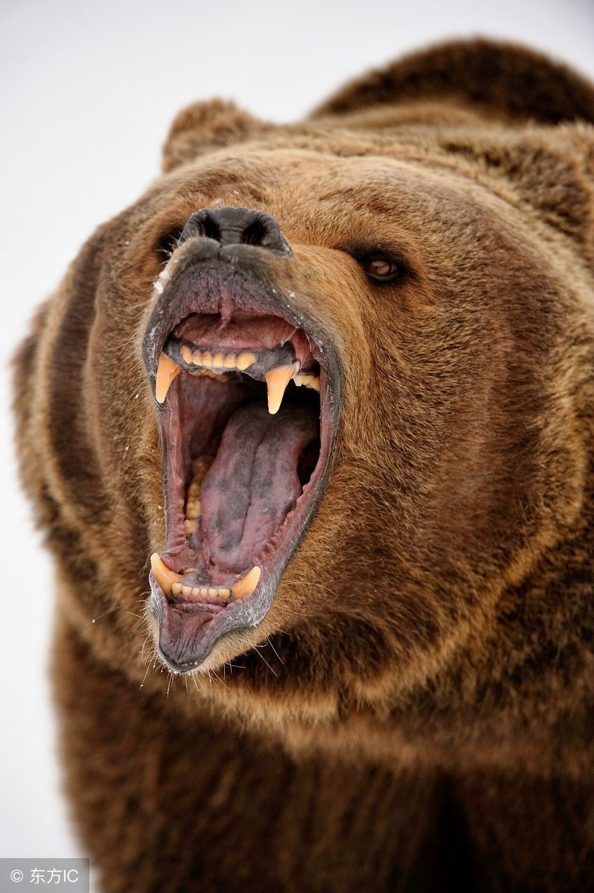 遇到凶猛的动物时如何自救,碰到藏熊该如何自救