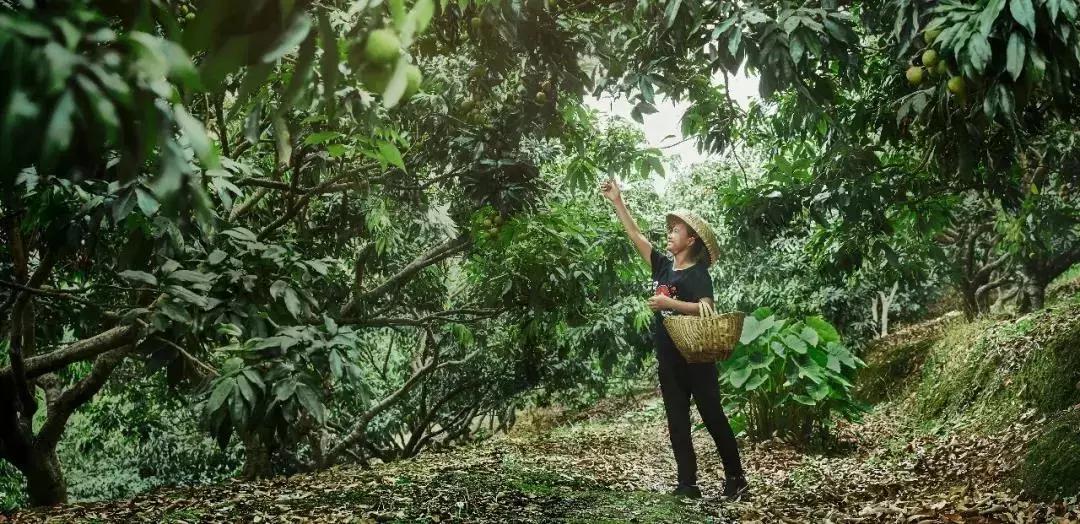 农村妇女玩手机卖出300万斤水果，年入千万，她就靠这几招！