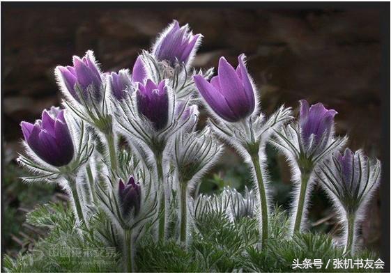 中药药材浪漫的名字,蕴含极致浪漫的中药名字