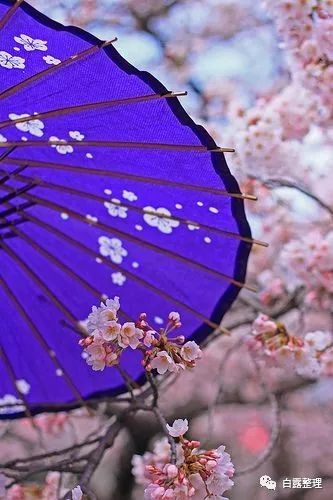 日本茶道文化深度解析,日本茶道有多美