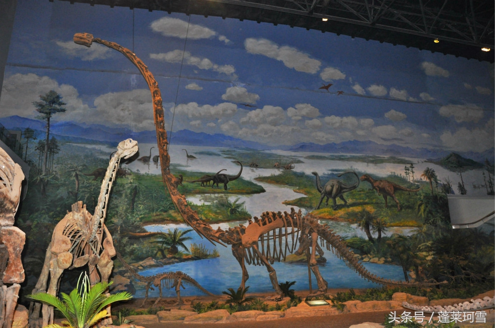 自贡恐龙博物馆展示是真恐龙吗,自贡恐龙博物馆可以现场购票吗