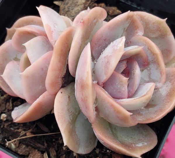 如何预防多肉叶片水化,多肉叶片化水需要及时剪下来么