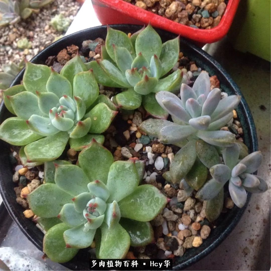 吉娃娃多肉高清图片,吉娃娃图片多肉