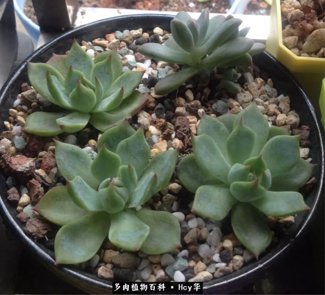 吉娃娃多肉高清图片,吉娃娃图片多肉