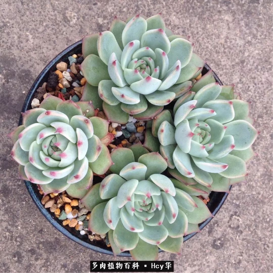 吉娃娃多肉高清图片,吉娃娃图片多肉