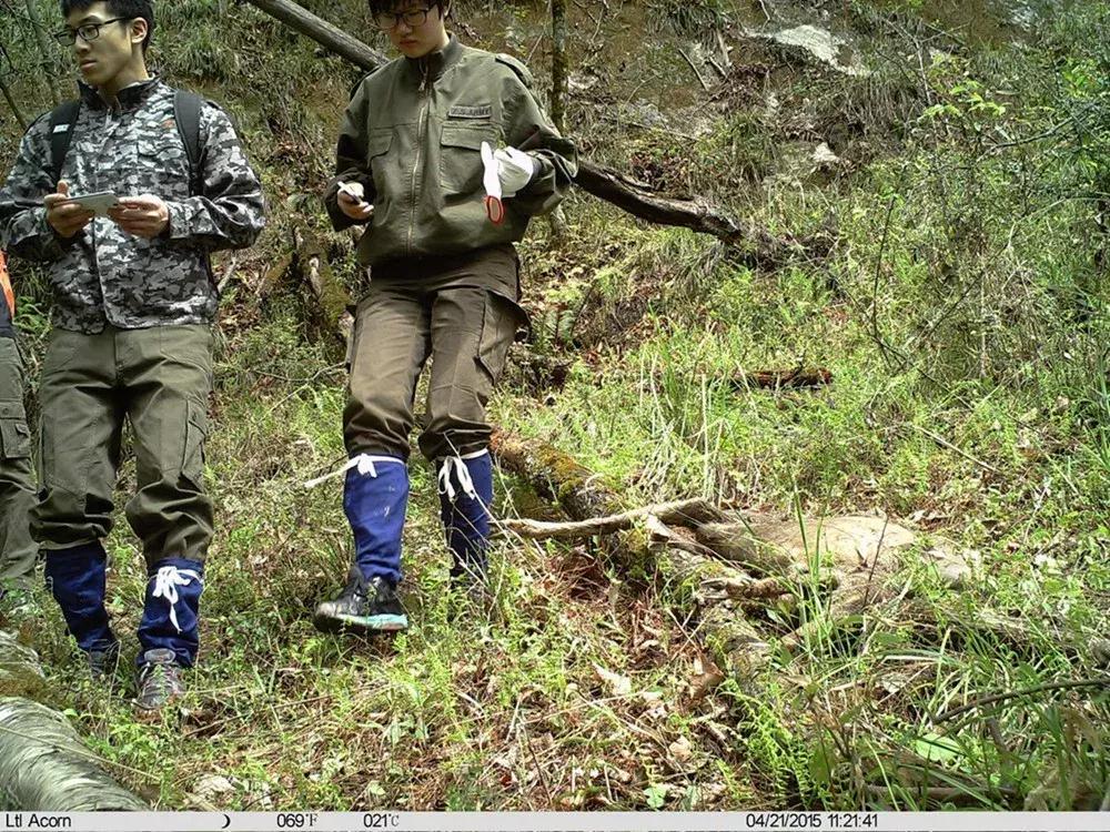 面对尸体，在野外这些野生动物会有什么反应