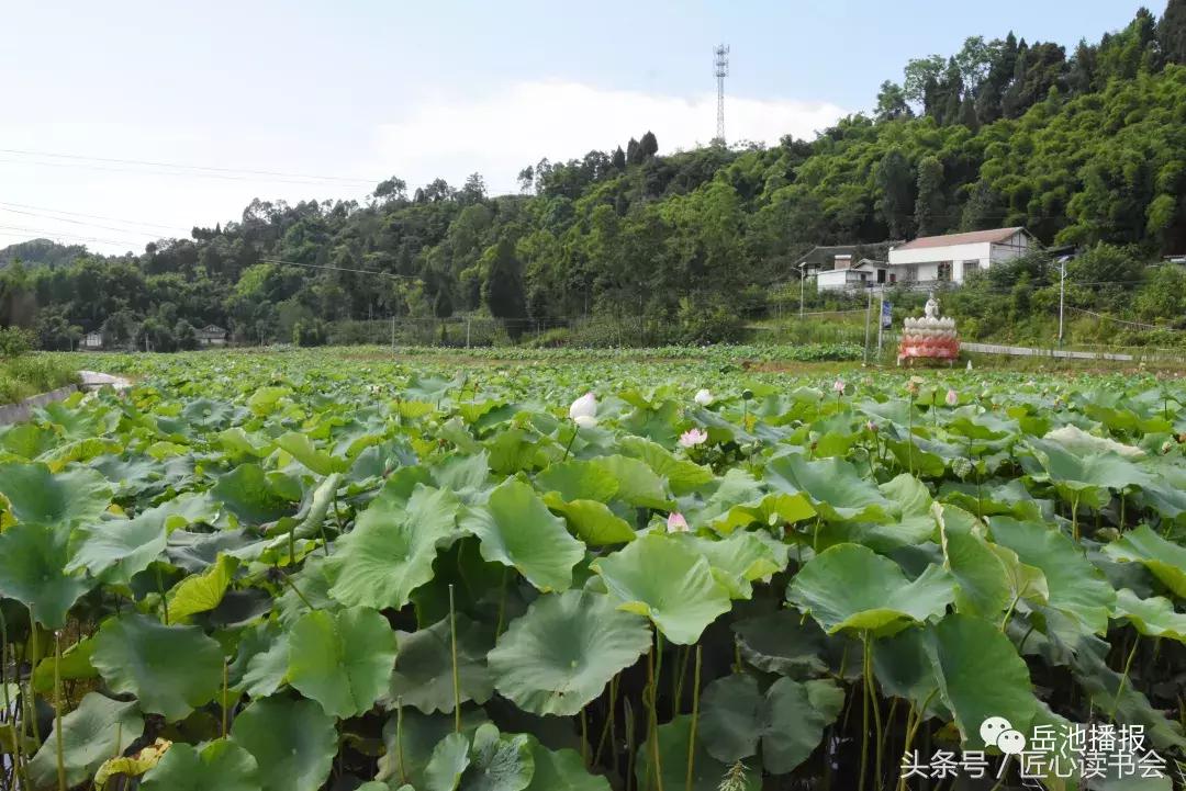 荷花节广安,岳池白庙荷花基地
