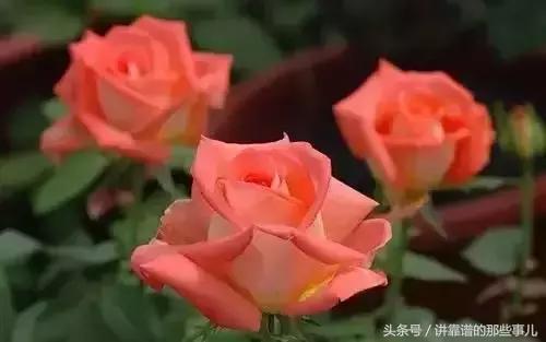 美极了樱花盛开图片,中国各市的市花大全