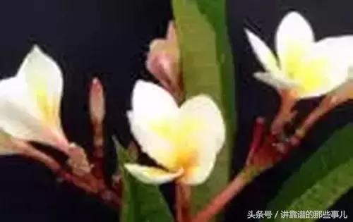 美极了樱花盛开图片,中国各市的市花大全