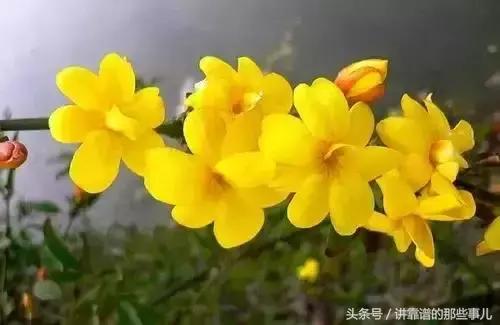 美极了樱花盛开图片,中国各市的市花大全