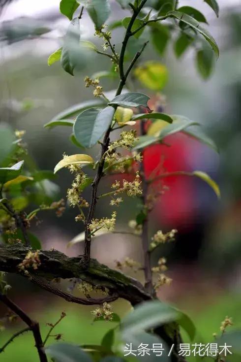 两面针精品盆景欣赏,最美两面针盆景