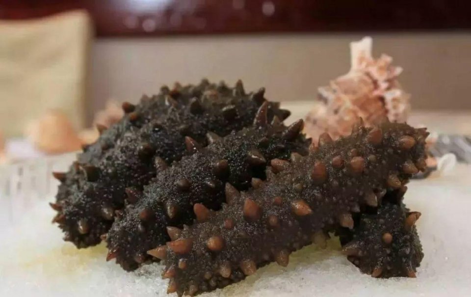 干海参发霉了洗洗还可以吃吗,干海参有点发霉了还能吃吗