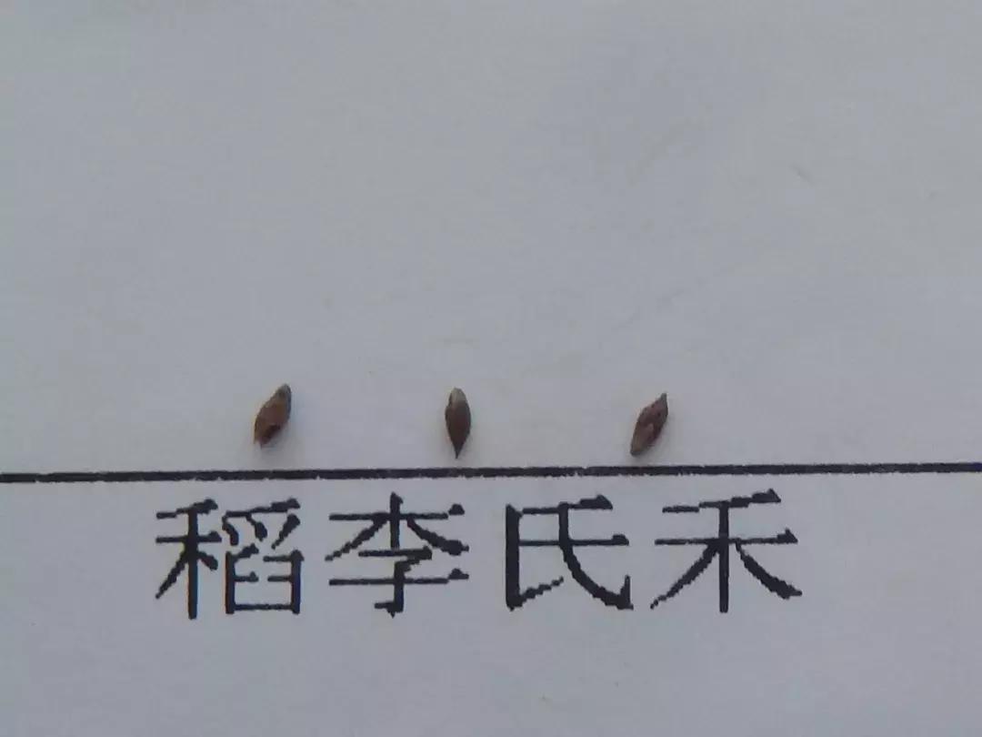 怎样辨别小麦田禾本科杂草,水稻杂草幼苗怎么鉴别