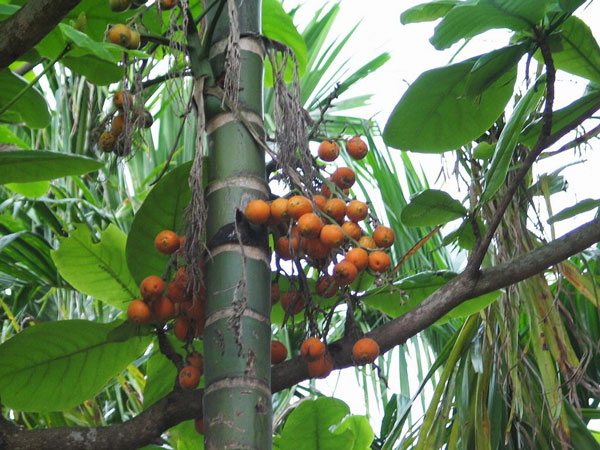 槟榔行气效果,槟榔化痰止咳