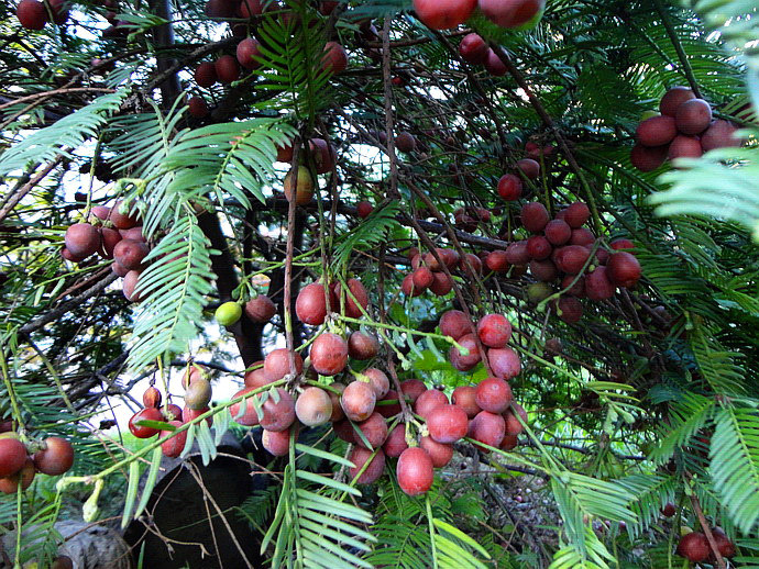 这野生植物可治白血病,可榨油,每斤12万美金,农民自己就能种!