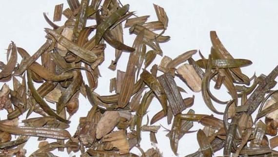 这野生植物可治白血病,可榨油,每斤12万美金,农民自己就能种!