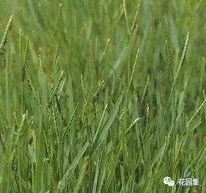 楼顶花园草坪种植方法全过程,花园草坪怎么种植